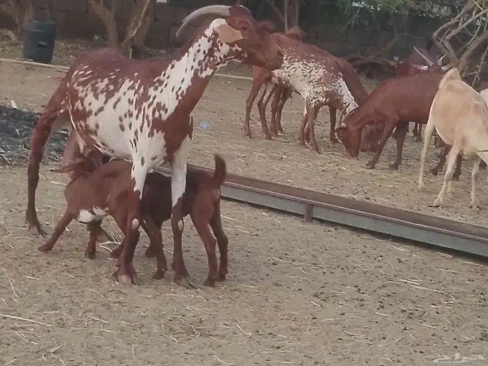 ماعز دهم محيليات صنف فاخر 13