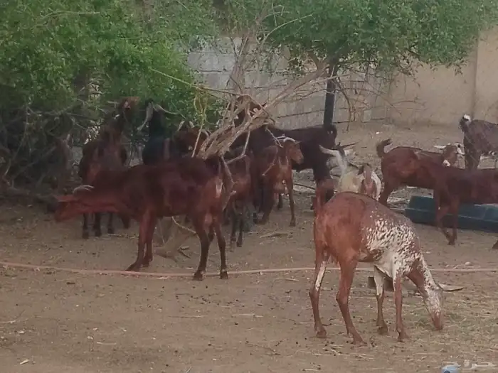 ماعز دهم محيليات صنف فاخر 9