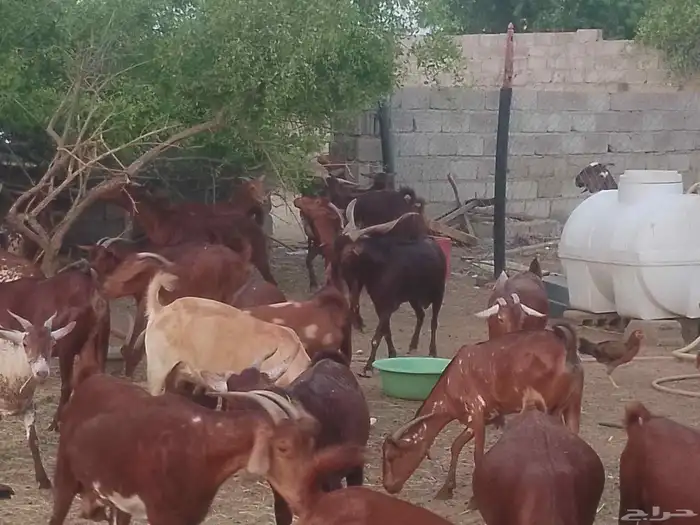 ماعز دهم محيليات صنف فاخر 11