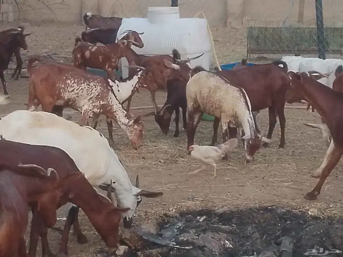 ماعز دهم محيليات صنف فاخر 8