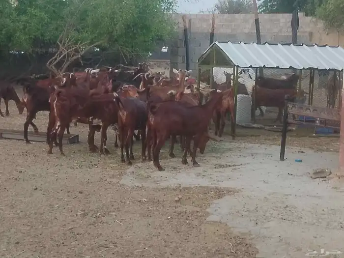 ماعز دهم محيليات صنف فاخر 5