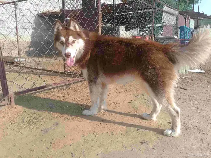 كلب هاسكي بيور 2