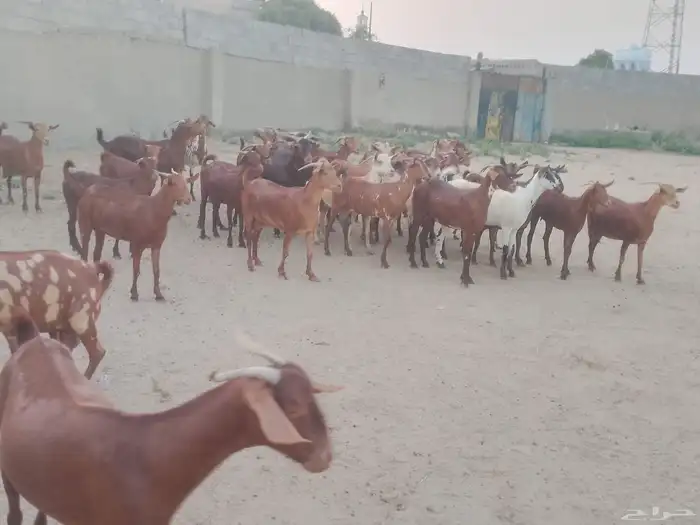 ماعز دهم محيليات صنف فاخر 3