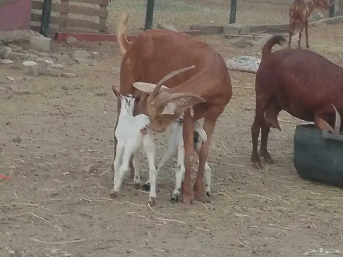 ماعز دهم محيليات صنف فاخر 14