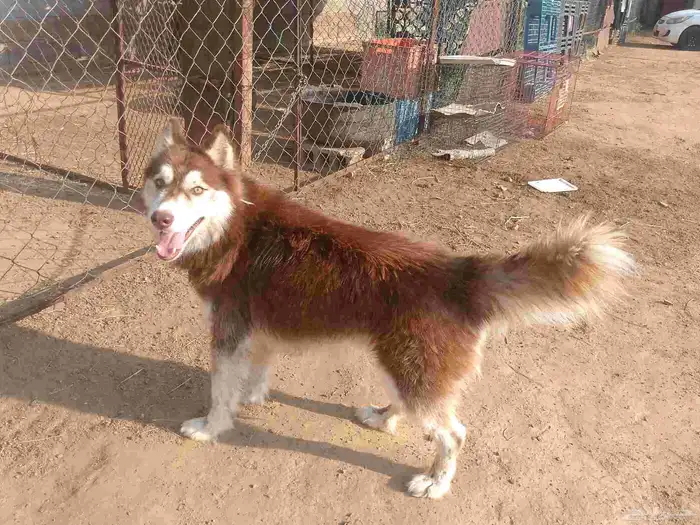 كلب هاسكي بيور 0