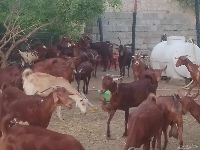 ماعز دهم محيليات صنف فاخر 10