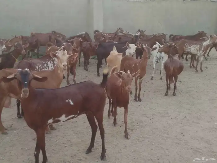 ماعز دهم محيليات صنف فاخر 1