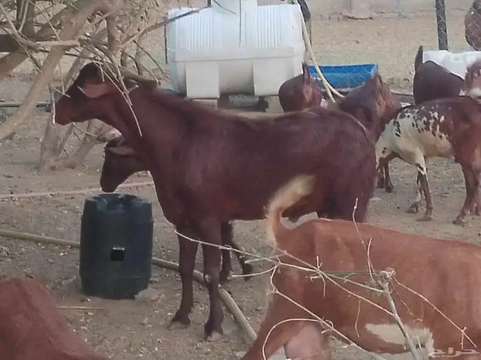 ماعز دهم محيليات صنف فاخر 7