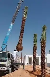 نقل نخل واشنطني وعربي ازالة نخل قص شجر 4