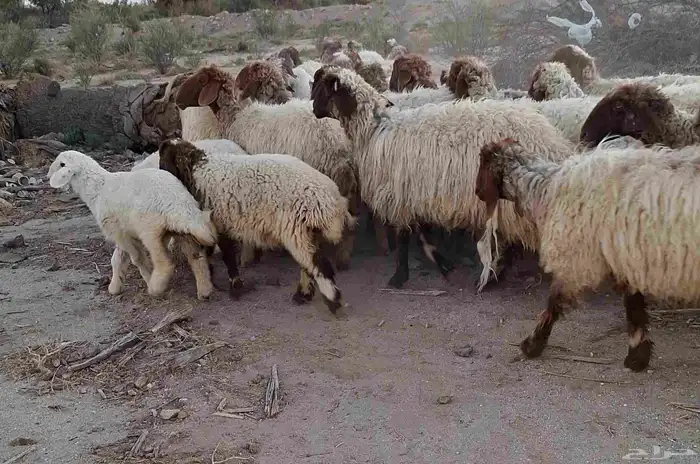 غنم نعيمي درجه اولي مراح واحد العدد 28 با الفحل تحتها 5 12