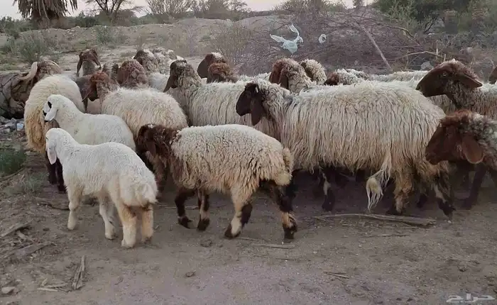 غنم نعيمي درجه اولي مراح واحد العدد 28 با الفحل تحتها 5 1