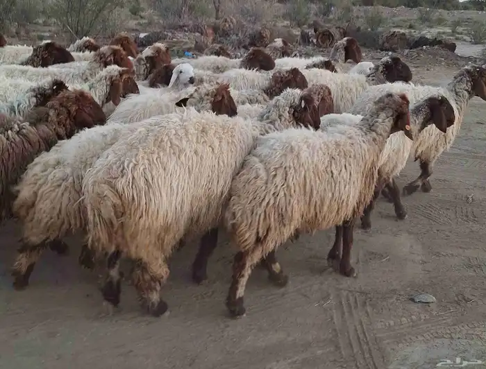 غنم نعيمي درجه اولي مراح واحد العدد 28 با الفحل تحتها 5 2