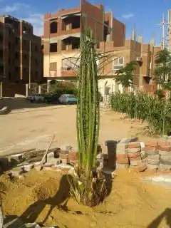يوجد الديناجميع النواع النخيل ازينه والمثمره جوال 5