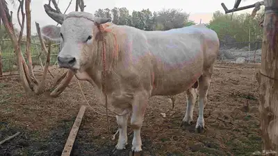 مراح بقر ألمانيات نوادر للبيع index