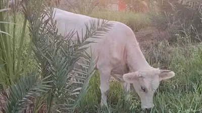 مراح بقر ألمانيات نوادر للبيع index