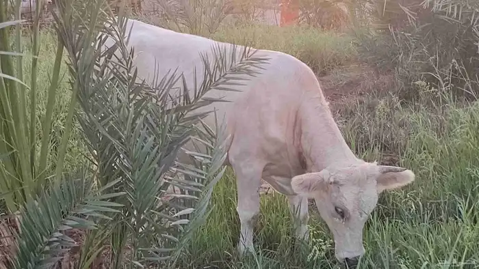 مراح بقر ألمانيات نوادر للبيع 1