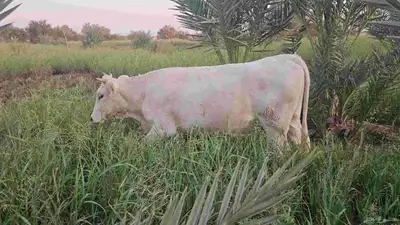 مراح بقر ألمانيات نوادر للبيع index