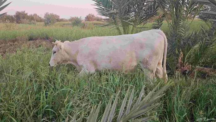 مراح بقر ألمانيات نوادر للبيع 2
