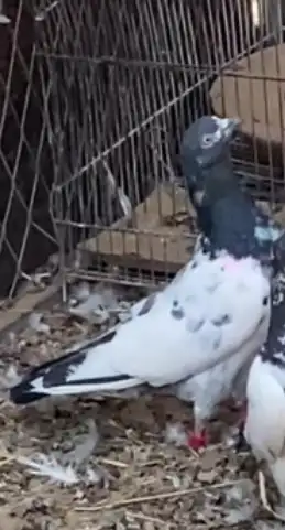 حمام بكستاني دم نضيف بسعر طيب 3