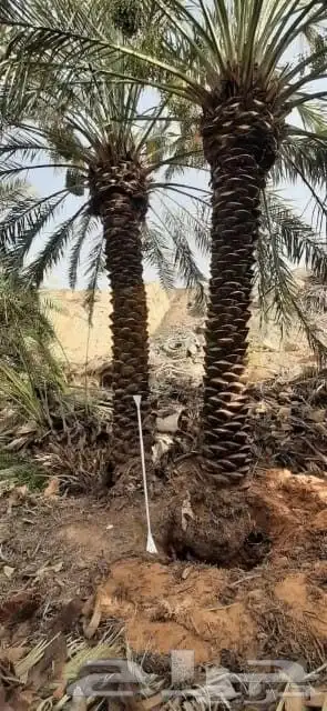 نقل نخل واشنطني وعربي ازالة نخل قص شجر 1