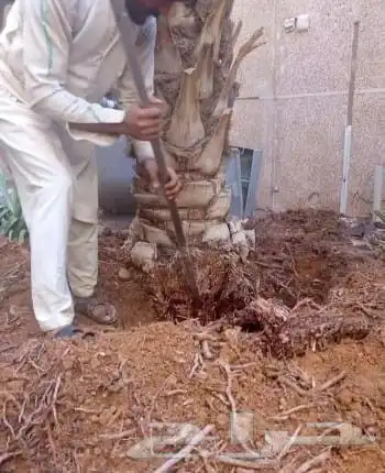 نقل نخل واشنطني وعربي ازالة نخل قص شجر 3