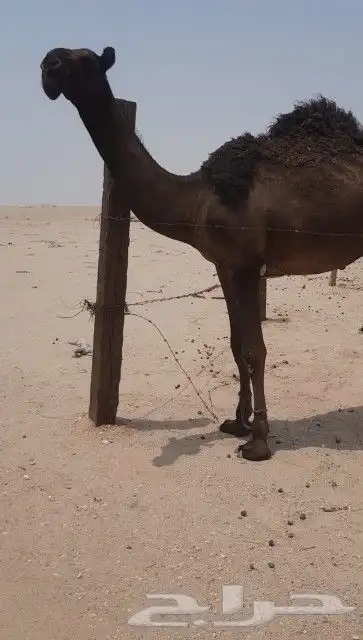 قعود مجهم فحل 0