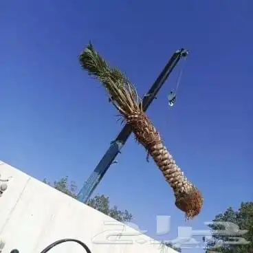 نقل نخل واشنطني وعربي ازالة نخل قص شجر 2