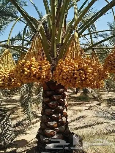 يوجد لدينا نخل عربي ووشنطني جميع المقاسات متوفره 16