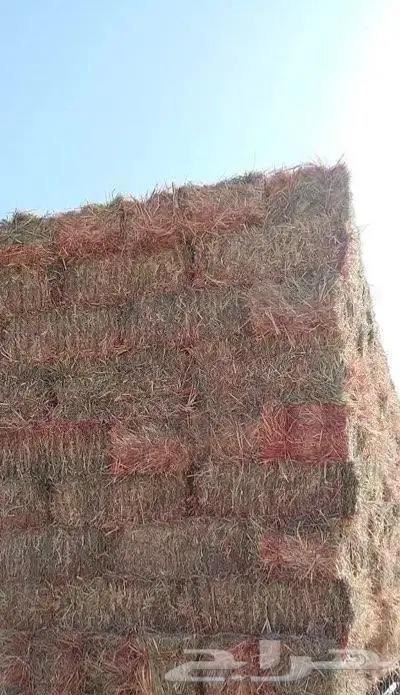 ذره جيزانيه حمراء ورق ناعم تم البيع 0