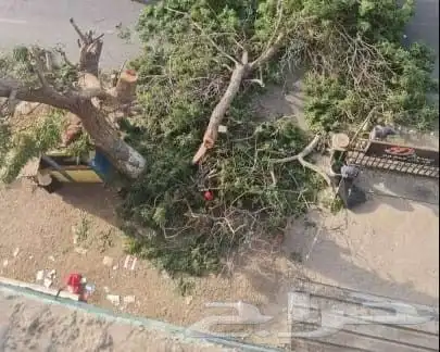 نقل نخل واشنطني وعربي ازالة نخل قص شجر 5