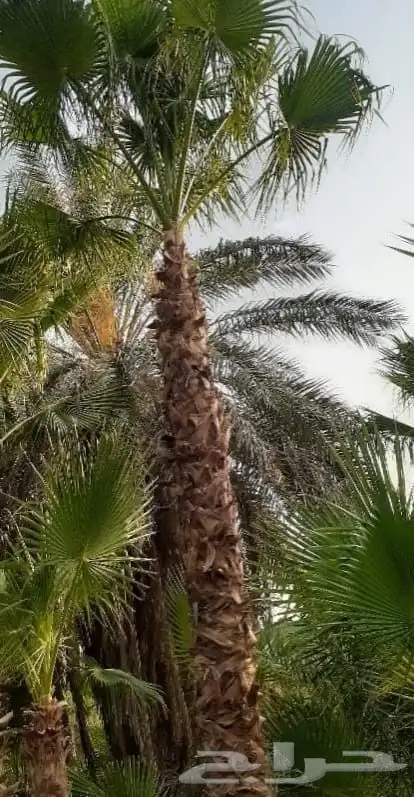 توريد وزراعة النخل الواشنطونيا ونخل العربي فسايل وتركيب شبوك 0