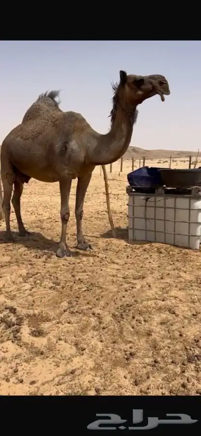 لقحه طيبه مقرب 1