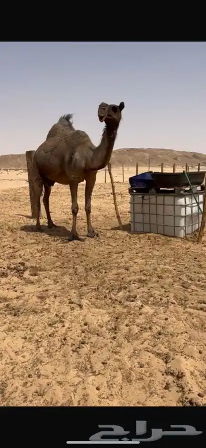 لقحه طيبه مقرب 0