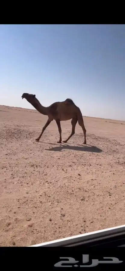 للبيع بكره جذعه لقحه كفووو 0