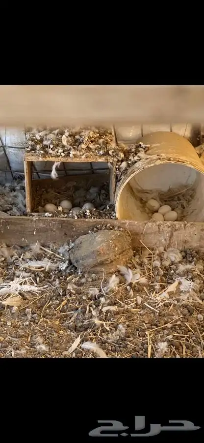 ثلاث اطقم كلهم بياض الوان مميزة وشرط الصحه 1