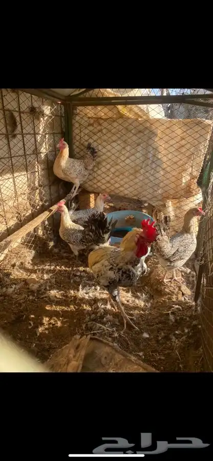 ثلاث اطقم كلهم بياض الوان مميزة وشرط الصحه 5