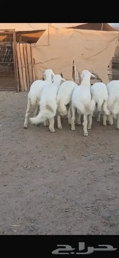 خرفان للبيع 2