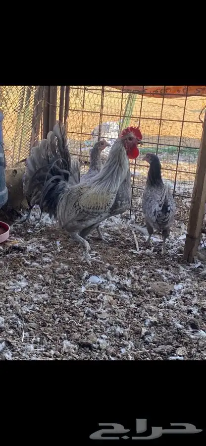 ثلاث اطقم كلهم بياض الوان مميزة وشرط الصحه 9