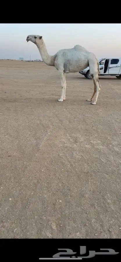 بكره لقيه طيبه 0