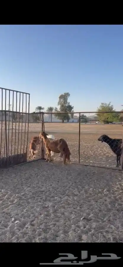 نعجه سكليه السن مسوي طري ميت ظينها قبل 10 ايام درمانيه 1