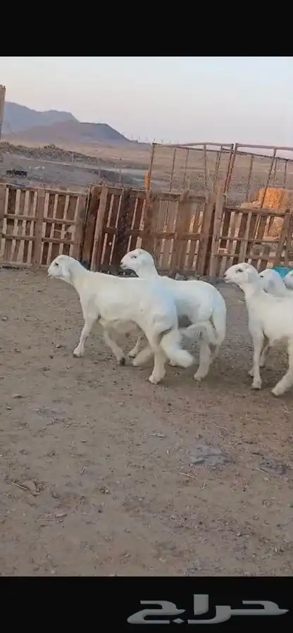 خرفان للبيع 5