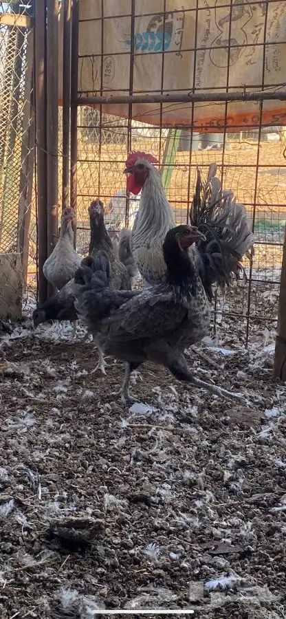 ثلاث اطقم كلهم بياض الوان مميزة وشرط الصحه 7