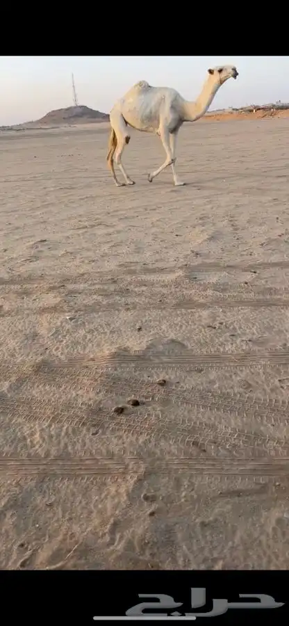 بكره لقيه طيبه 2