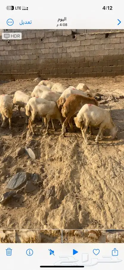 خرفان ورخيل البيع 5