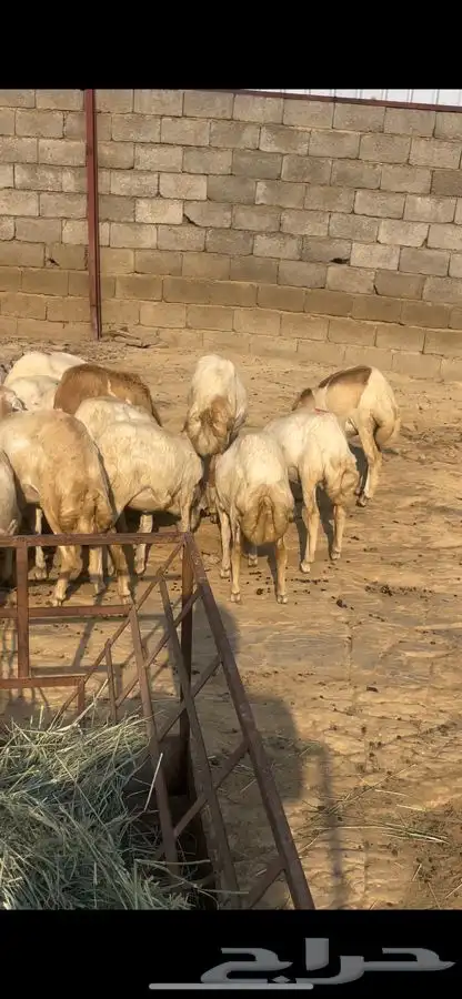 خرفان ورخيل البيع 6