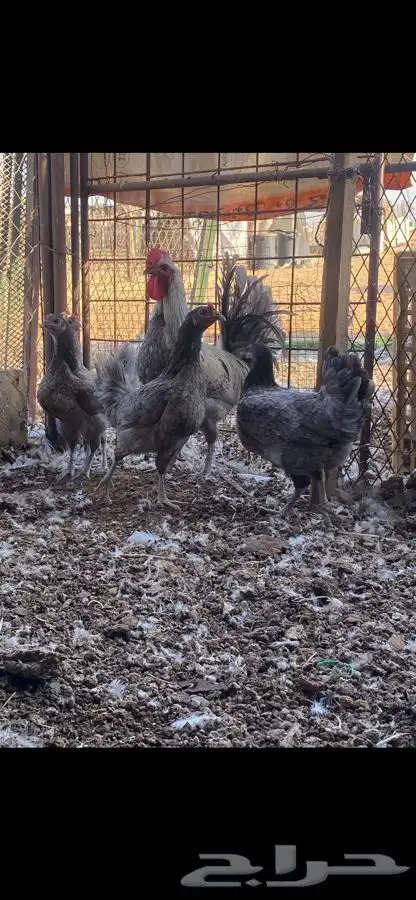 ثلاث اطقم كلهم بياض الوان مميزة وشرط الصحه 2