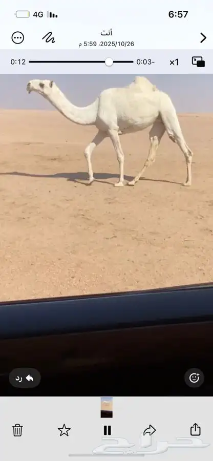 للبيع بكره رمانيه كفوو على رمان ابو يد 0