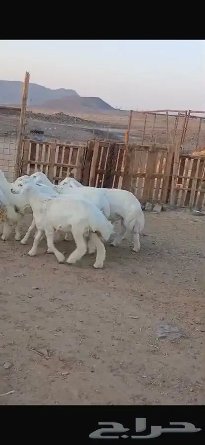 خرفان للبيع 4