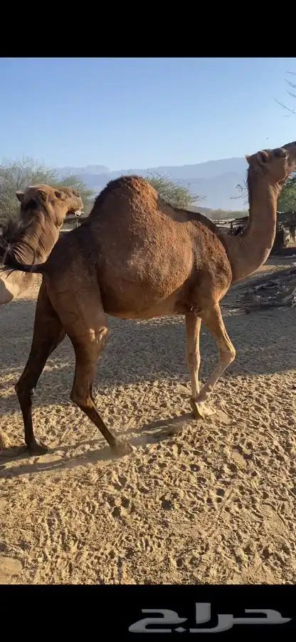 ناقه للبيع لقحه 0