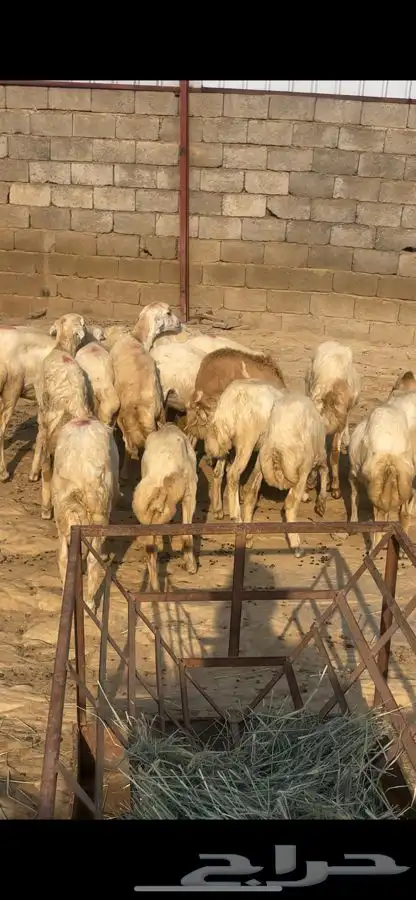 خرفان ورخيل البيع 7